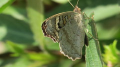 Junonia orithya here