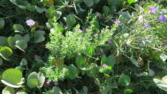 Leucophyllum frutescens