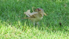 Passer domesticus