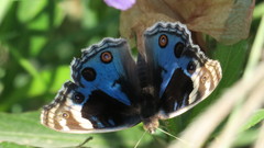 Junonia orithya here