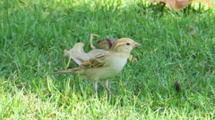 Passer domesticus