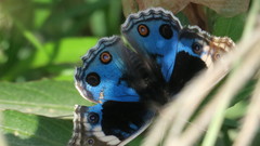 Junonia orithya here