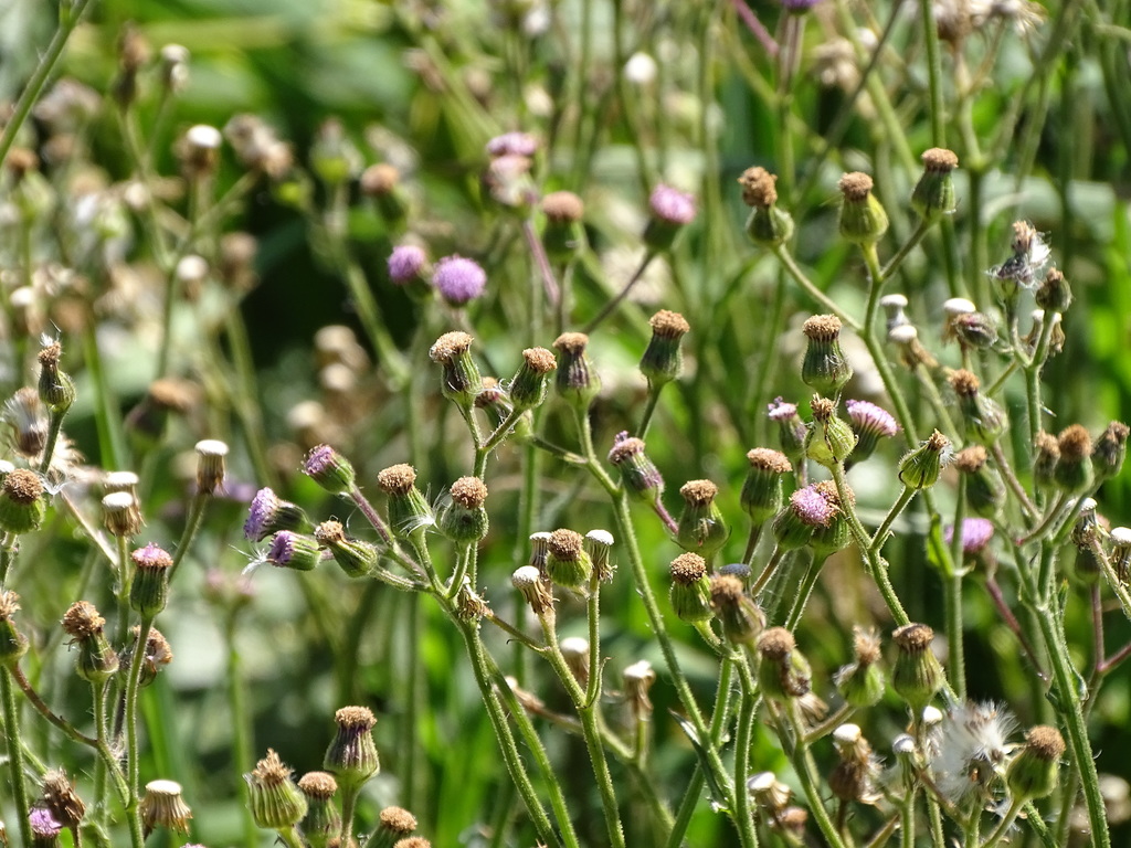 Senecio polyodon; photograph (c) Shaun Swanepoel, some rights reserved (CC BY)