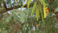 Prosopis cineraria