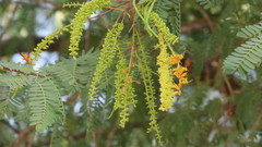 Prosopis cineraria