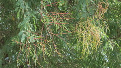Prosopis cineraria