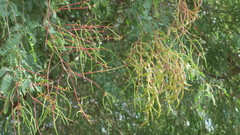 Prosopis cineraria
