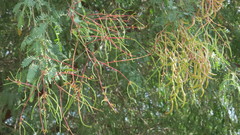 Prosopis cineraria