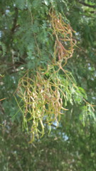 Prosopis cineraria