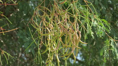 Prosopis cineraria