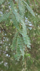 Prosopis cineraria