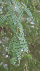 Prosopis cineraria