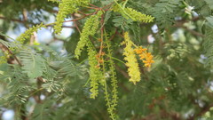 Prosopis cineraria