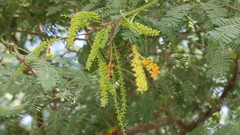 Prosopis cineraria