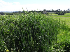 Typha capensis
