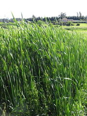 Typha capensis