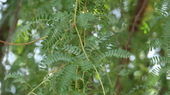 Prosopis cineraria