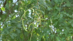 Prosopis cineraria