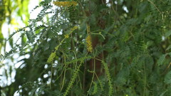 Prosopis cineraria