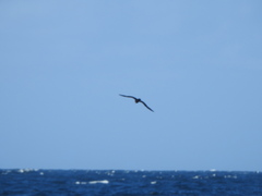 Procellaria parkinsoni