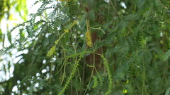 Prosopis cineraria