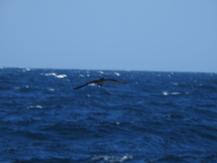 Procellaria parkinsoni