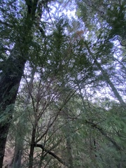 Taxus globosa
