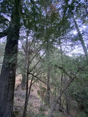 Taxus globosa
