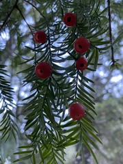 Taxus globosa