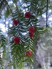 Taxus globosa