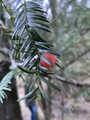 Taxus globosa
