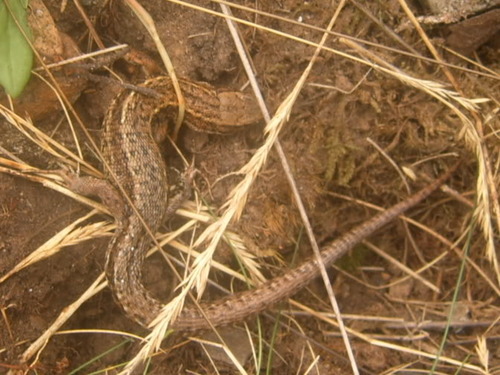 Zootoca vivipara