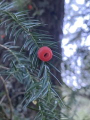 Taxus globosa