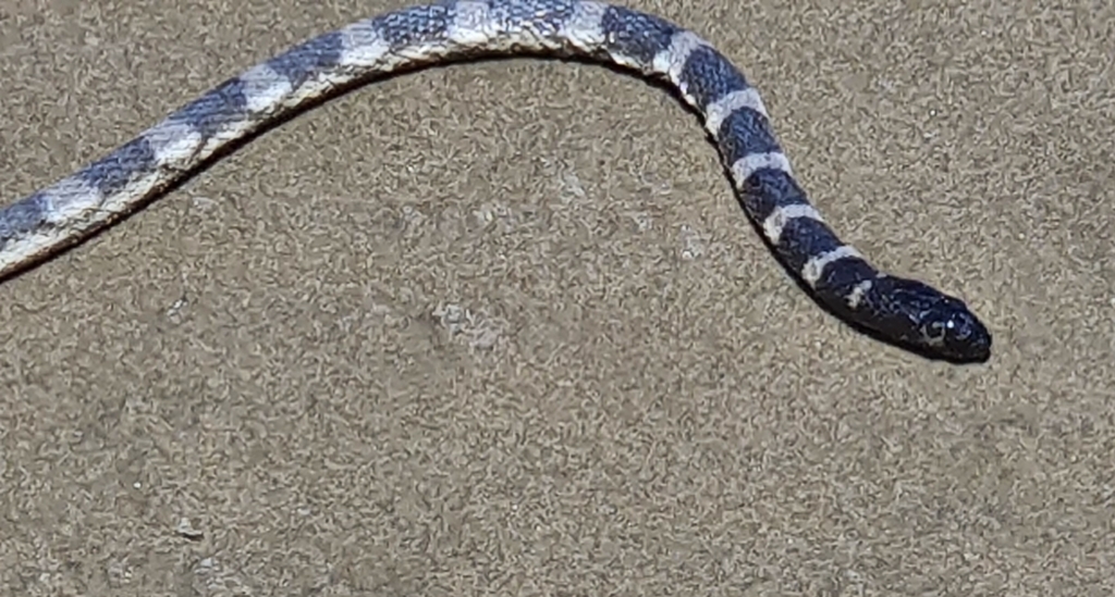 Spectacled Sea Snake (Hydrophis kingii)  Copyright Questa Game · some rights reserved