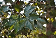Platanus rzedowskii