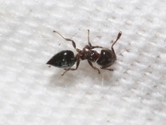 Crematogaster torosa