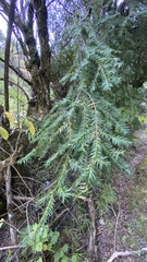 Taxus globosa