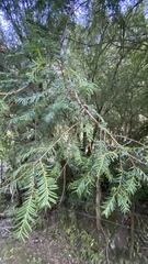 Taxus globosa