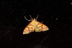 Stenochora lancinalis