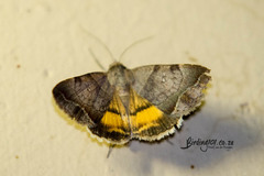 Plecopterodes moderata