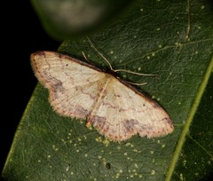 Idaea jakima