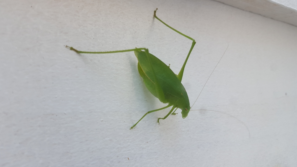 Rattler Round-winged Katydid (Orthoptera of Iowa) · iNaturalist