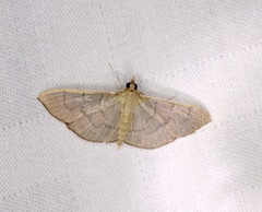 Poliobotys ablactalis