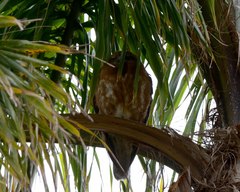 Ninox boobook ocellata