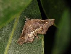 Throana pectinifer