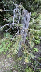 Taxus globosa