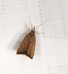 Torodora gemella