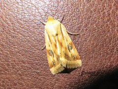 Heliothis scutuligera