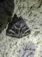 Cerocala vermiculosa