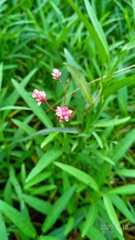 Persicaria dichotoma